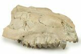 Fossil Oreodont (Merycoidodon) Partial Upper Skull - Nebraska #270064-2